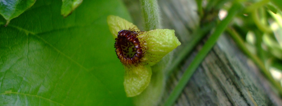 Aristolochia tomentosa (Woolly Pipevine)