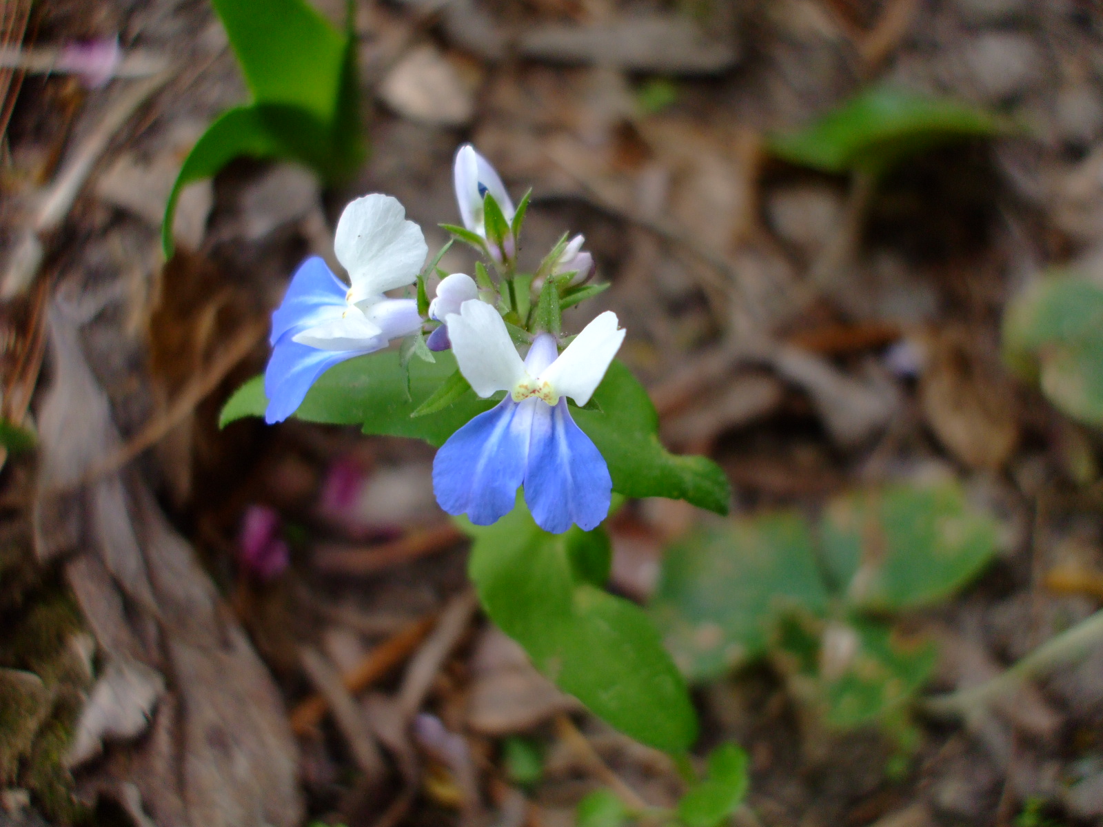 Blue eyed Mary растение