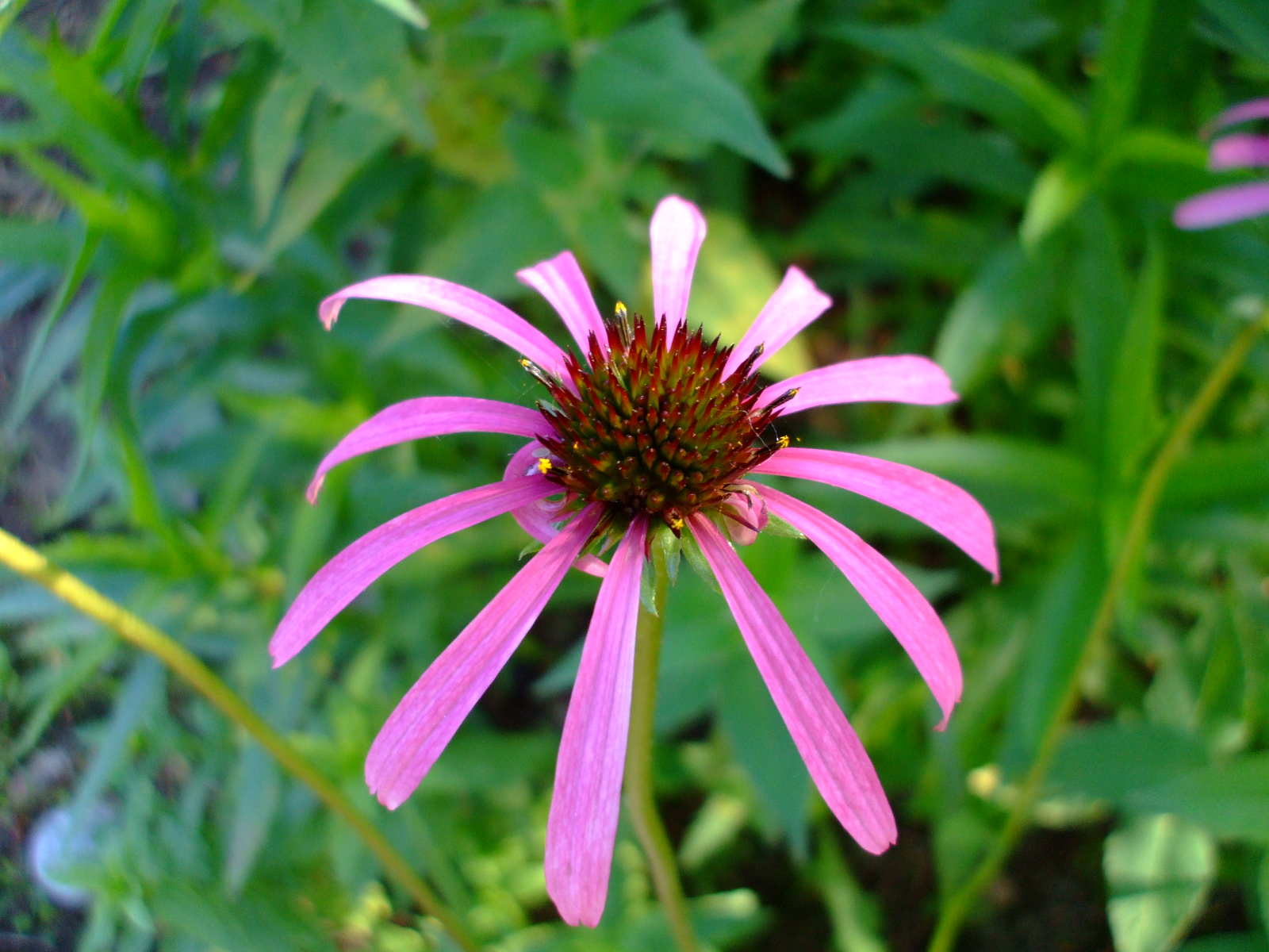 purple coneflower echinacea leaves