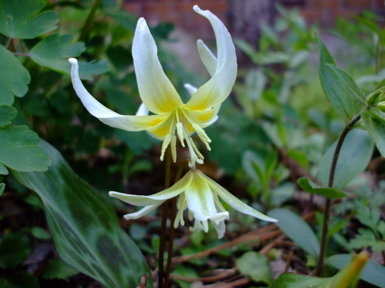 Erythronium Multiscapoideum (sierra Fawn Lily)