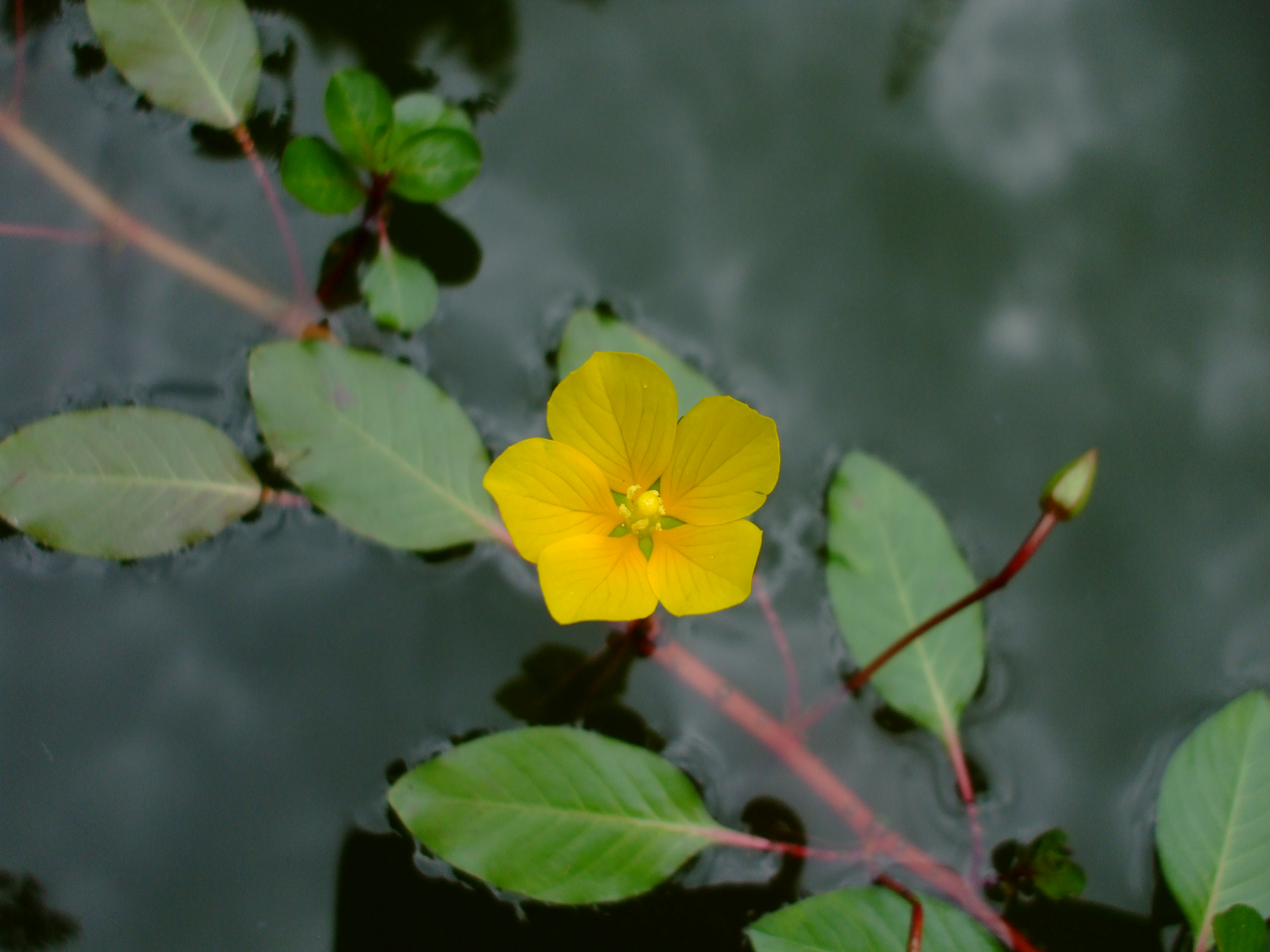 Ludwigia peploides (Floating Primrose Willow), image size:2304x1728