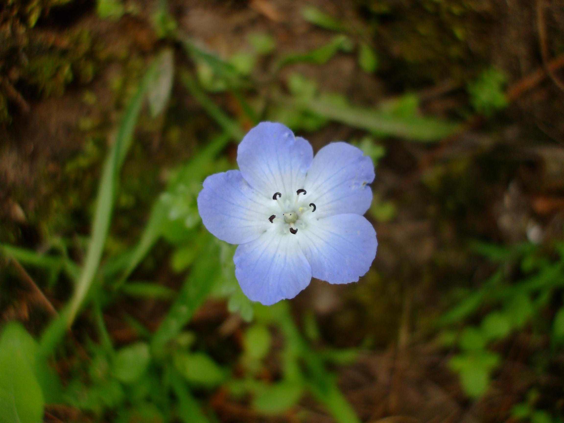 Nemophila menziesii (Baby Blue Eyes)