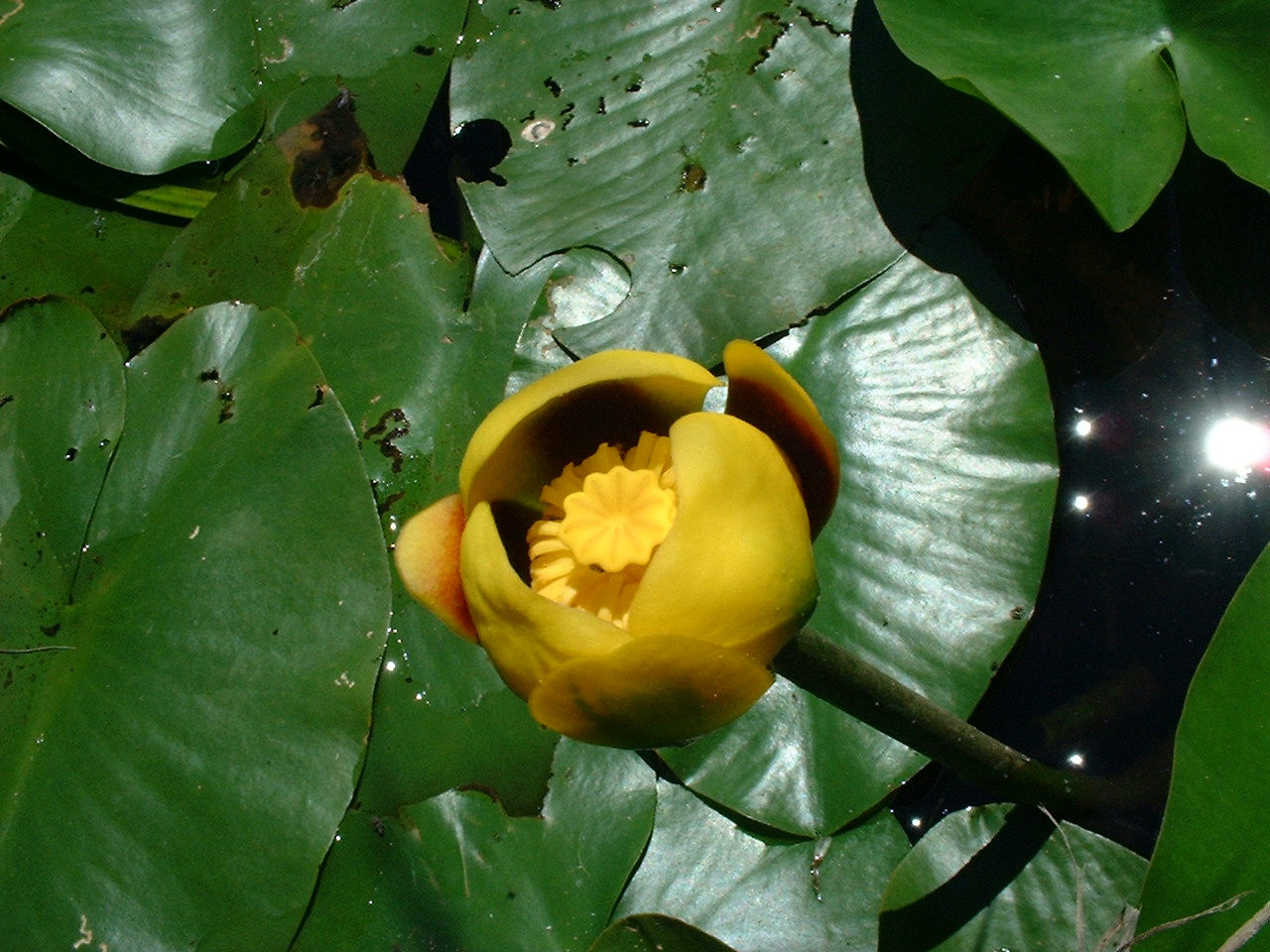 Nuphar variegata (Yellow Pond Lily)