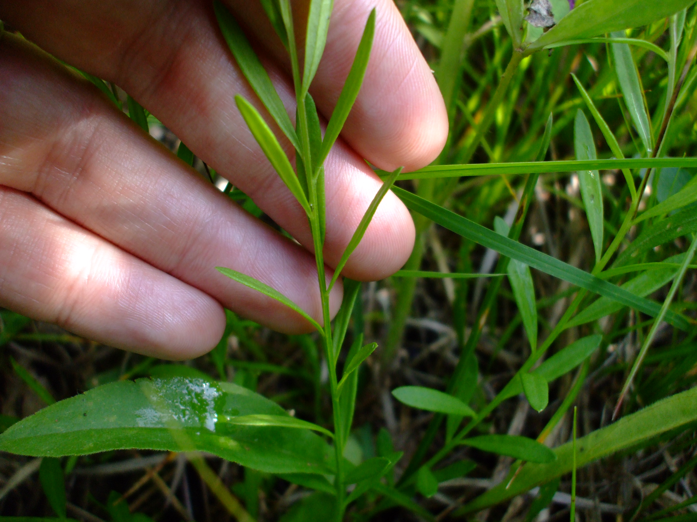 Polygala polygama (Racemed Milkwort)