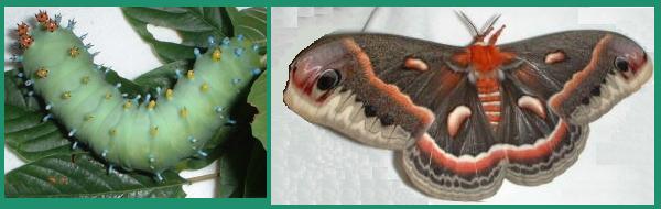 Female Cecropia Moth and Larva