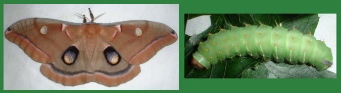 Female Polyphemus Moth and Larva