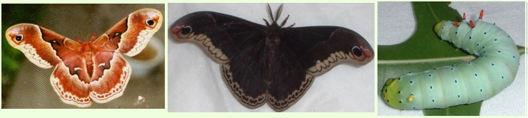 Male and Female Promethea Moths and Larva