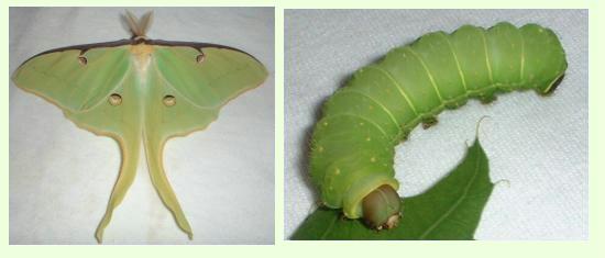 luna moth caterpillar stages