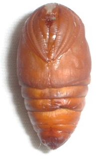 polyphemus pupa female moth